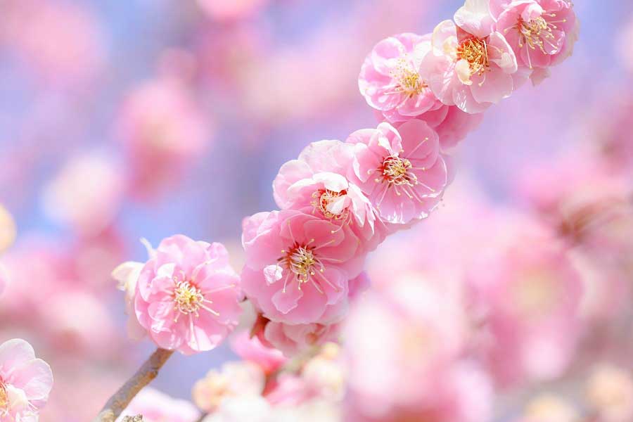 寒い季節にいち早く咲く梅の花（写真はイメージ）【写真：写真AC】