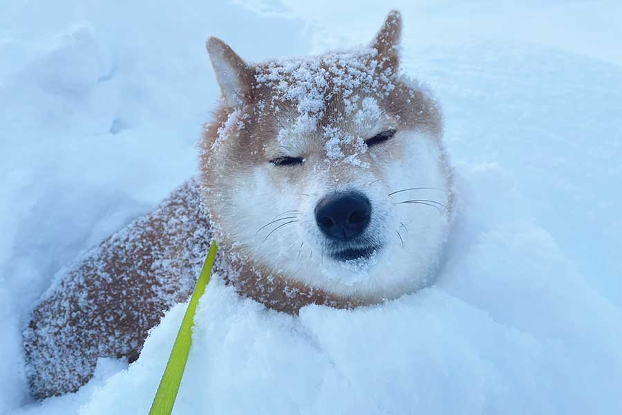 雪遊びで雪風呂を楽しむハルちゃん。恍惚の表情!?【写真提供：柴犬ハル（@shibaharu_）さん】