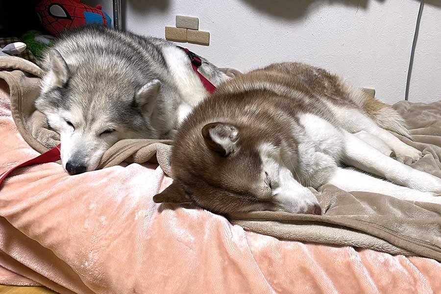 先住犬シルビアちゃん（左）と並んで寝るシャンテちゃん【写真提供：ハマジ（@xxhama2）さん】