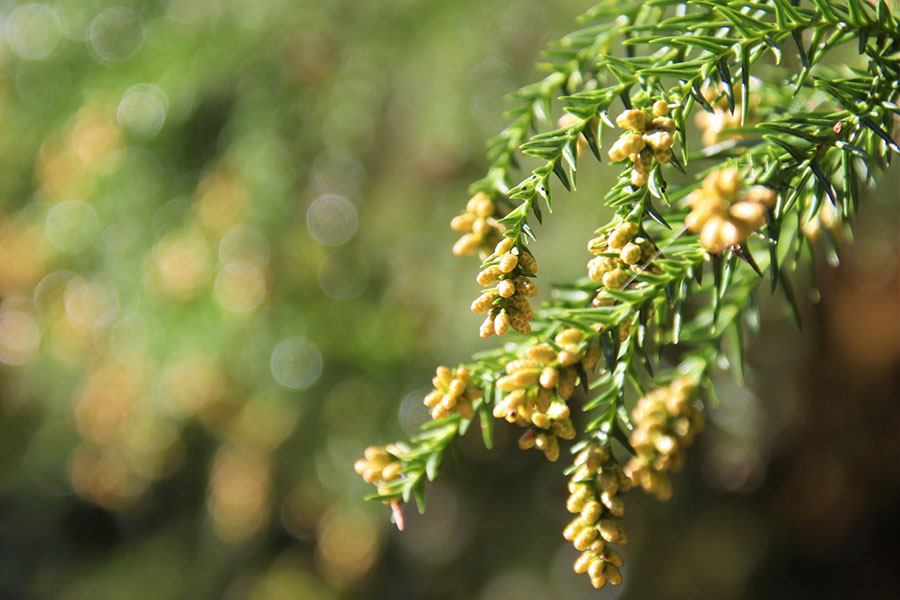 スギの木についた花粉（写真はイメージ）【写真：写真AC】
