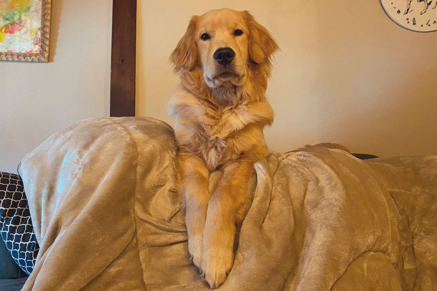 毛布の下にいる飼い主さんをクッション代わりにして座るシエスタくん【写真提供：SIESTA（@SIESTA_maroci）さん】