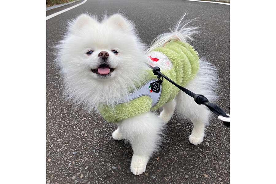 うれしそうな表情を浮かべてお散歩するレイくん【写真提供：タレ目の犬（ポメラニアン）（@Pomeranian2015）さん】