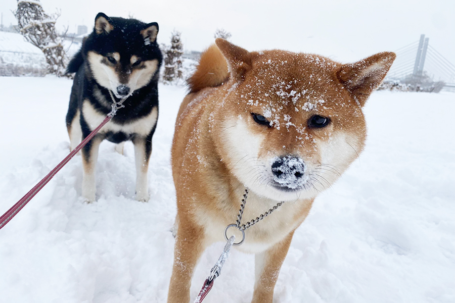 雪の中も元気にお散歩！　左からななちゃんとぽちくん【写真提供：柴2匹と3人で生きていきます。(@pochi0821nana)さん】