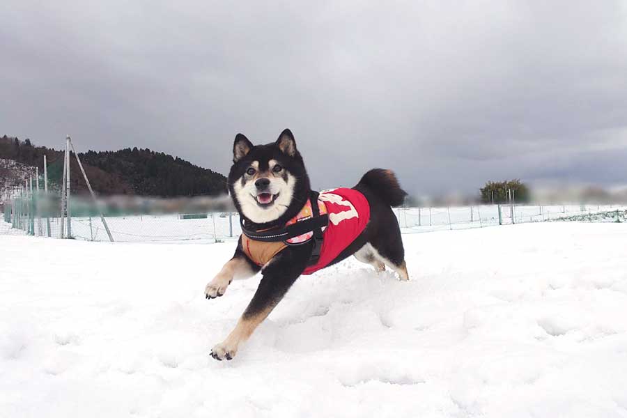 雪の中を楽しそうに駆け回るひなたちゃん【写真提供：くーさんママ（@kukuri_shibainu）さん】