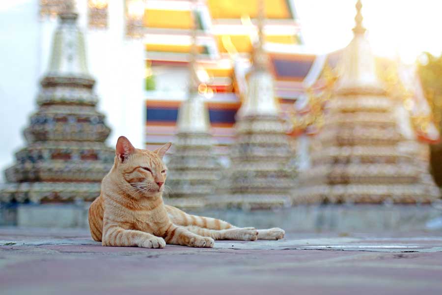 タイの街並みと猫（写真はイメージ）【写真：Getty Images】