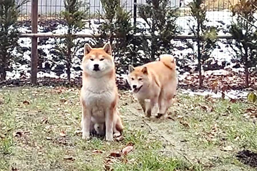 雪の中駆け回る柴犬と、駆け回らない柴犬（画像はスクリーンショット）