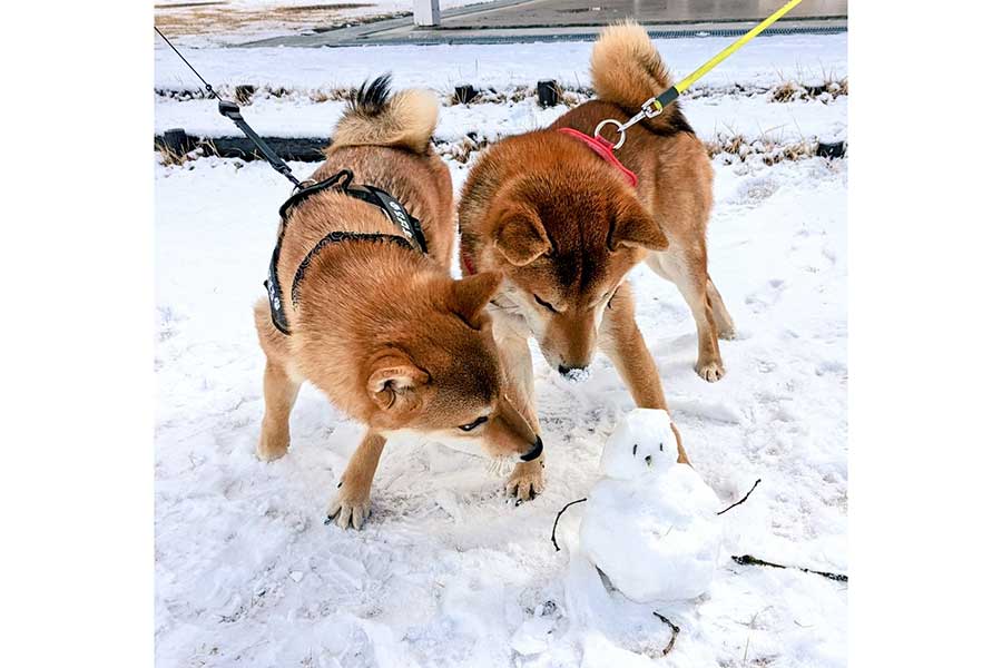 仲良く雪に興味を示す（左から）すばるくんと岳くん【写真提供：柴犬すばる（@Shiba_Subaru）さん】