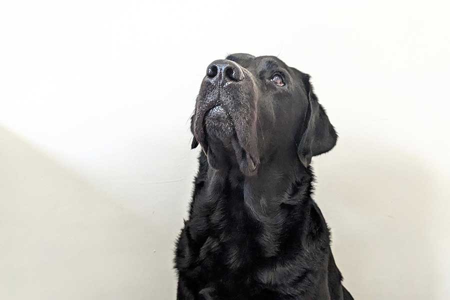 30歳でギネス認定　ポルトガルの「世界最年長犬」に世界が称賛　「なんて素晴らしい」