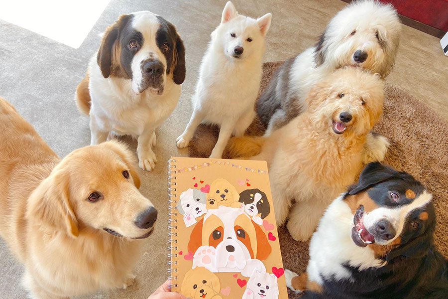 カフェの看板犬が勢ぞろい！（左から時計回りに）ラスティくん、ダリアちゃん、ミラクルちゃん、ラルムくん、リグルくん、ローザちゃん【写真提供：大型犬カフェGRAND MOU≪ぐらんむー≫（@GrandMou）】
