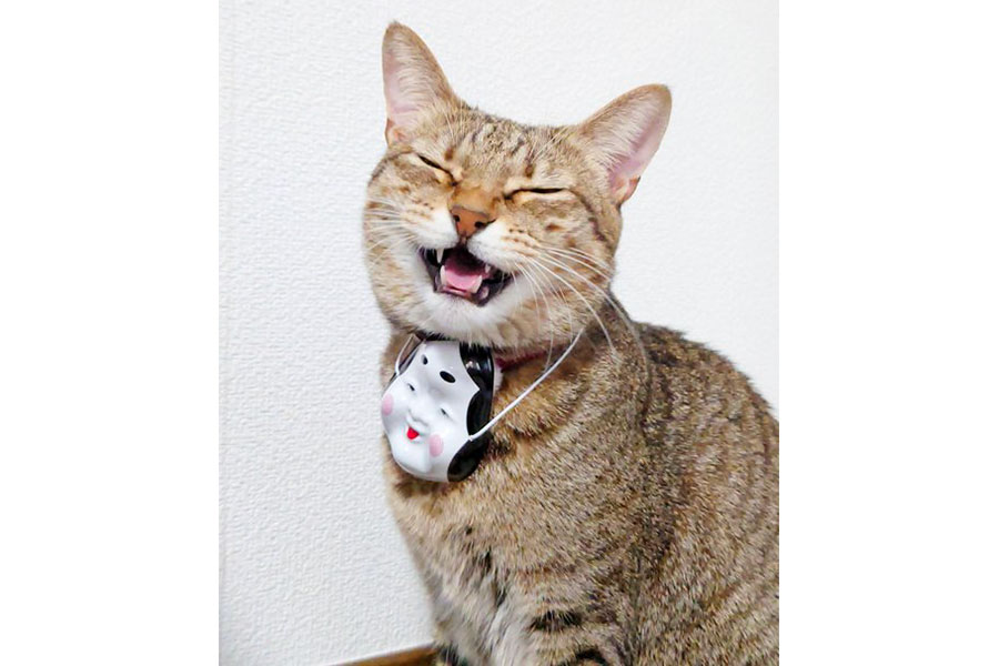 にっこり笑顔がかわいいもなちゃん【写真提供：アメチカンのもな@福岡の猫（@Mh0MLiErcV8E97C）さん】