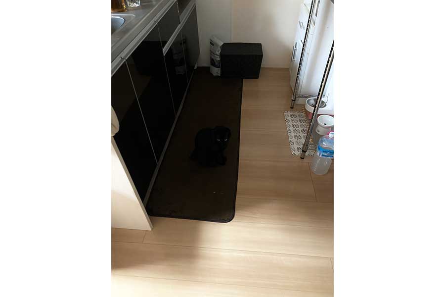 キッチンマットと完全に同化しているあさりちゃん【写真提供：黒猫あさり（@kuro_asari5bee）さん】