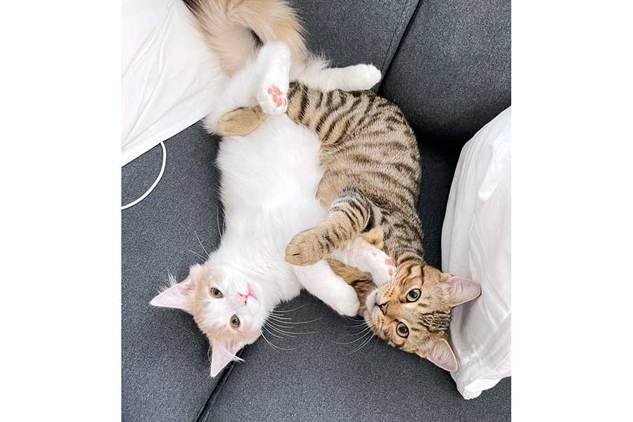 ソファの上で抱き合う（左から）博士くんと教授くん【写真提供：猫大学（@pari2mofu2）さん】