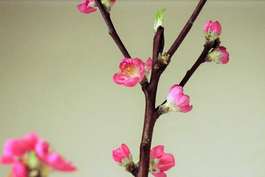 ひな祭りでも飾る桃の花（写真はイメージ）【写真：写真AC】