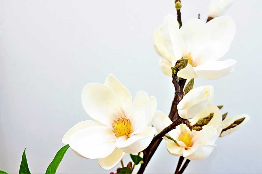 寒い季節も咲くハクモクレンの花（写真はイメージ）【写真：写真AC】