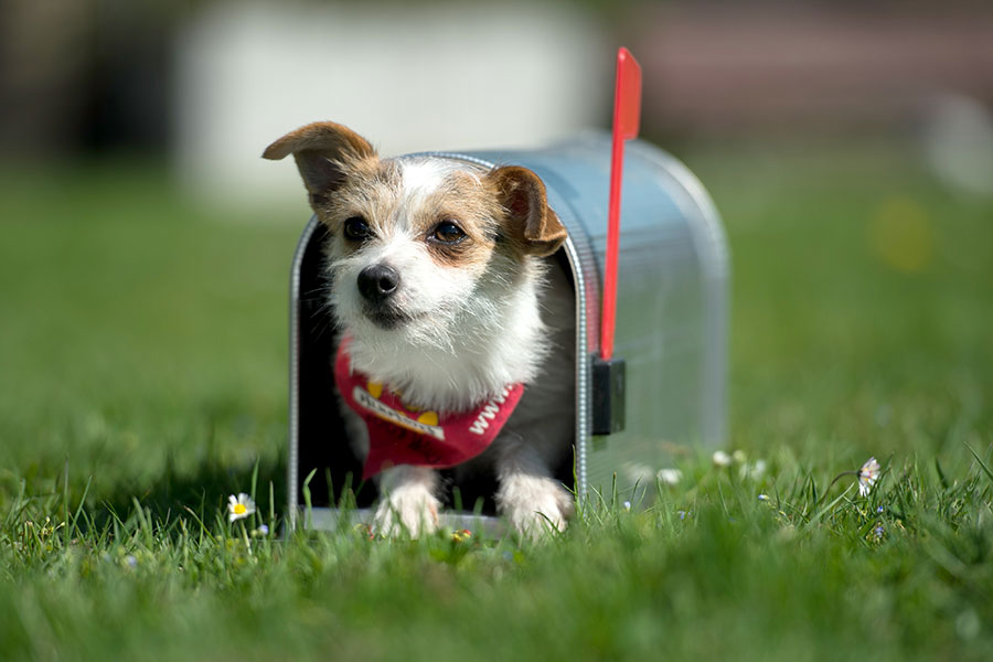 保護されたのはパーソン・ラッセル・テリアの雑種犬（写真はイメージ）【写真：Getty Images】