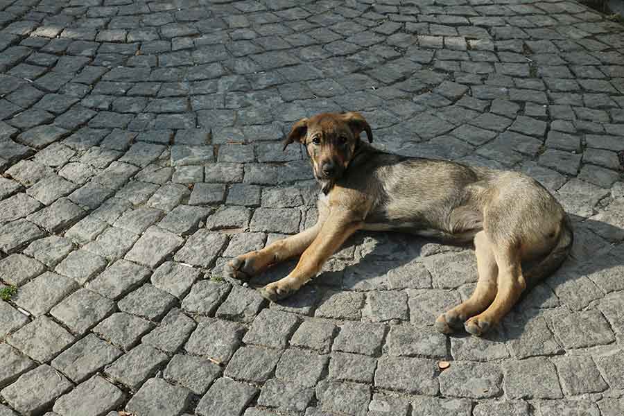 地震発生から5日、がれきの下から犬が発見された（写真はイメージ）【写真：写真AC】
