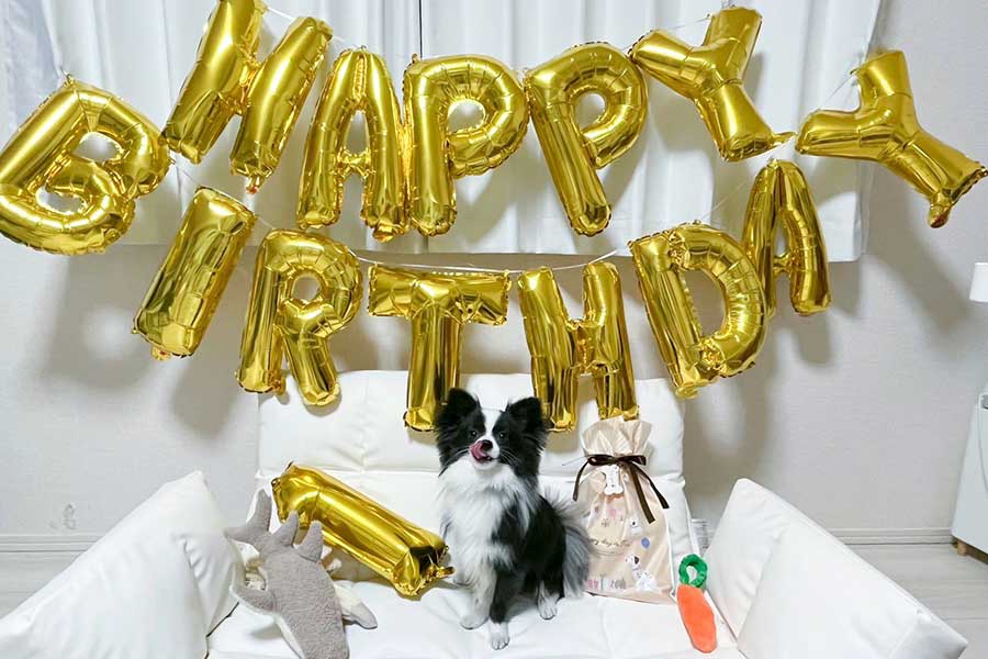 1歳の誕生日をお祝いしてもらうあるとくん【写真提供：あると（@pomechiwa_alto）さん】