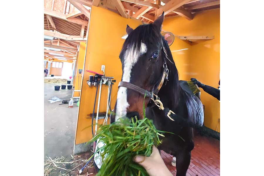 ファンから届いた青草を食べるタニノギムレット【写真提供：Yogiboヴェルサイユリゾートファーム（@Versailles_Farm）】