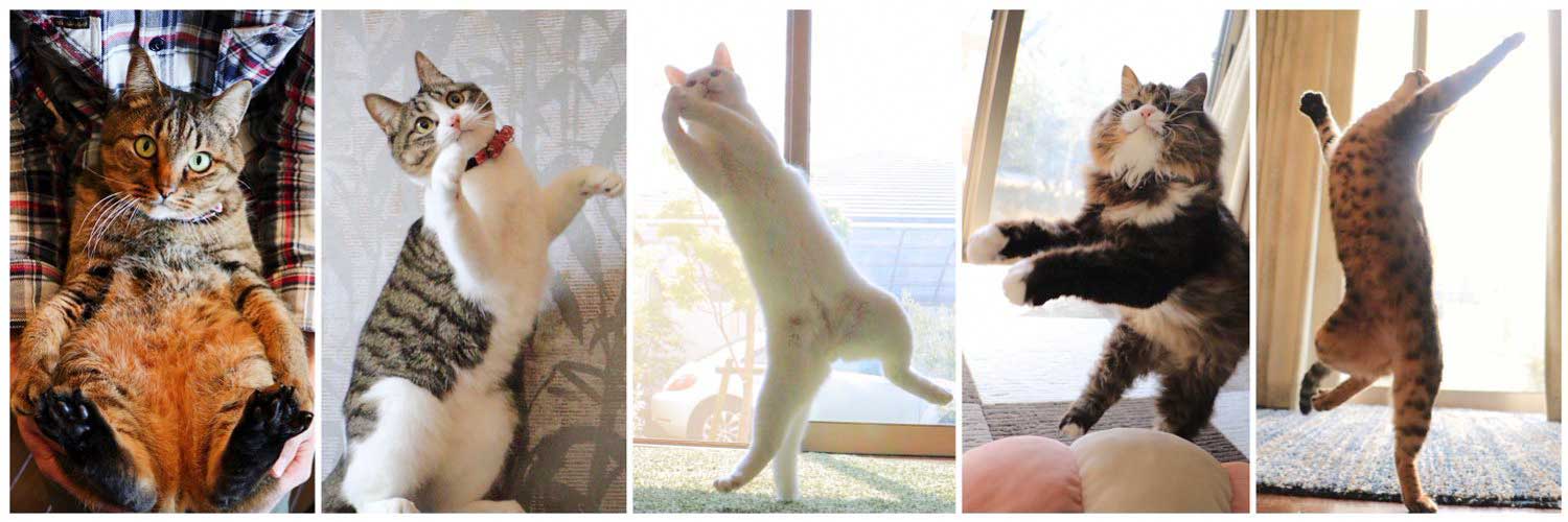 （左から）うしおくん、ピーチちゃん、ミルコくん、ロッケくん、レオンくん【写真提供：無重力猫ミルコのお家（@ccchisa76）さん】