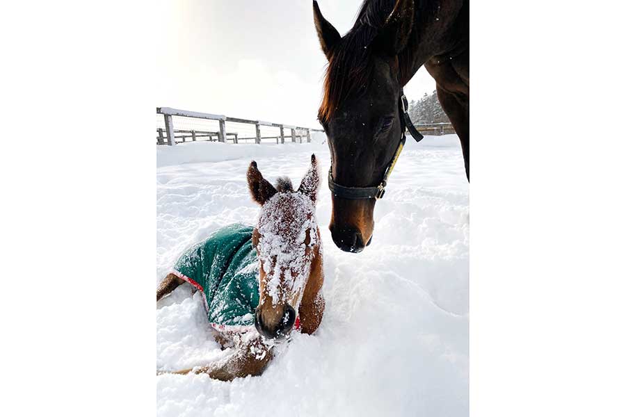 雪まみれの仔馬に寄り添う母馬のホウオウヒミコ【写真提供：LakeVillaFarm（@villa_lake）】