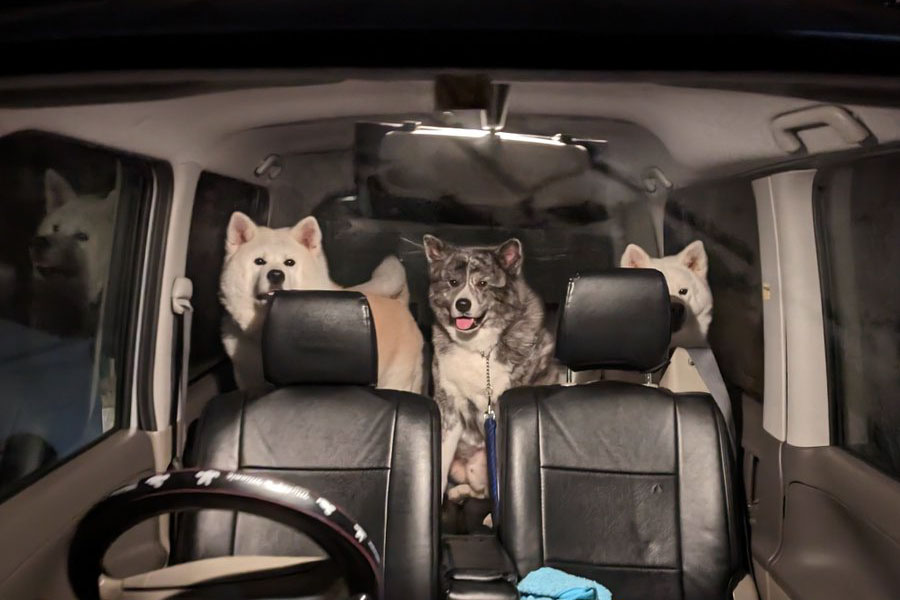 車に乗り込む（左から）くるみちゃん、だいちくん、こゆきちゃん【写真提供：秋田犬こゆきと愉快な仲間達（@kodomo4dog5）さん】