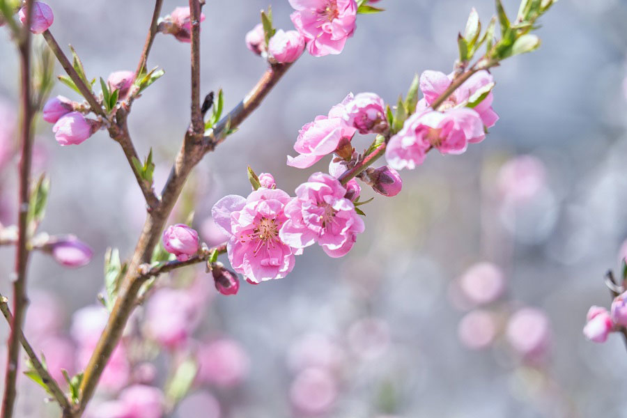 桃の花（写真はイメージ）【写真：写真AC】