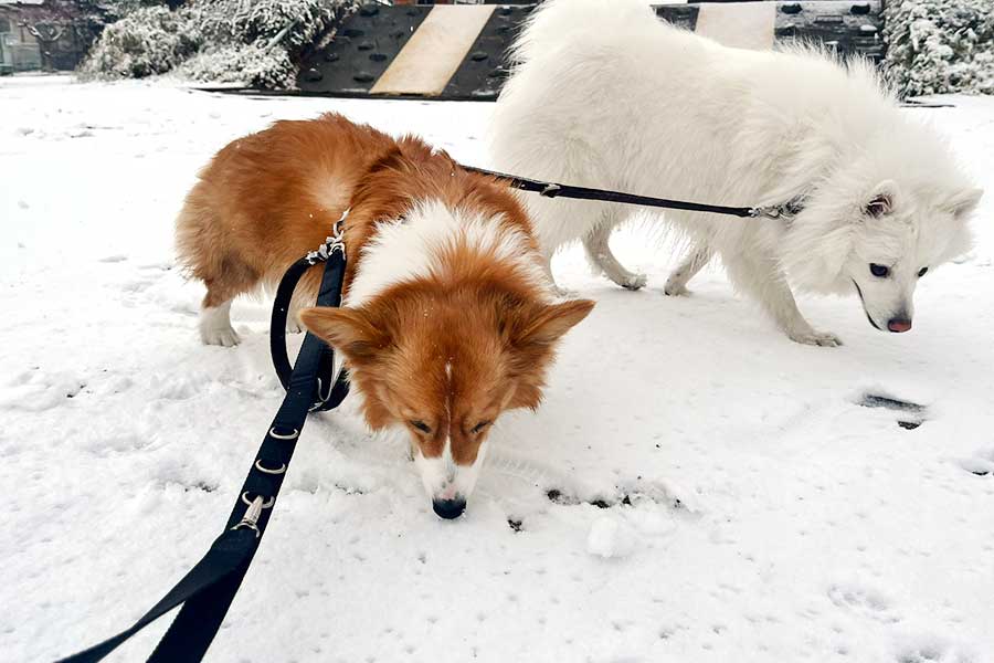 人生初の雪を楽しむ（左から）ぺぺちゃんとこんくん【写真提供：こんぺいとう（@cXIVPDgXhYADSlE）さん】
