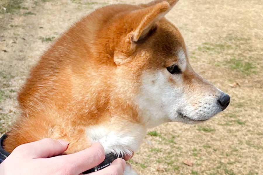 “Dog-shy” Shiba Inu 45,000 people were surprised at the appearance of freezing on their knees “Completely human” | Hint-Pot