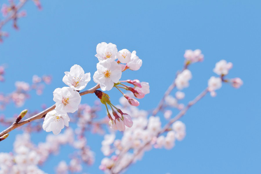 桜（写真はイメージ）【写真：写真AC】