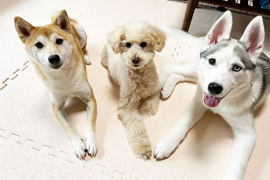 仲良しきょうだい。（左から）リンちゃん、リクくん、アシリちゃん【写真提供：深山（@miyamafukayama）さん】