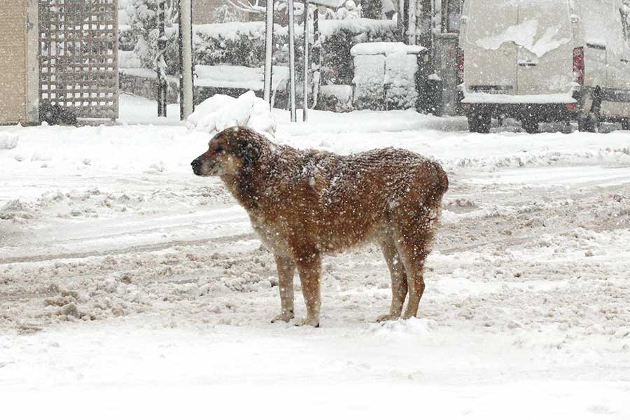 歴史的大雪のなか、愛犬が行方不明に（写真はイメージ）【写真：Getty Images】