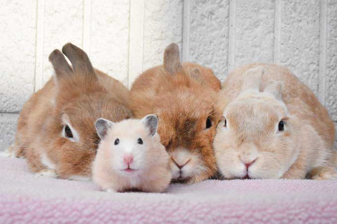 ウサギちゃんたちとのかわいい一枚【写真提供：3匹のうさぎ（@sanbiki4123）さん】
