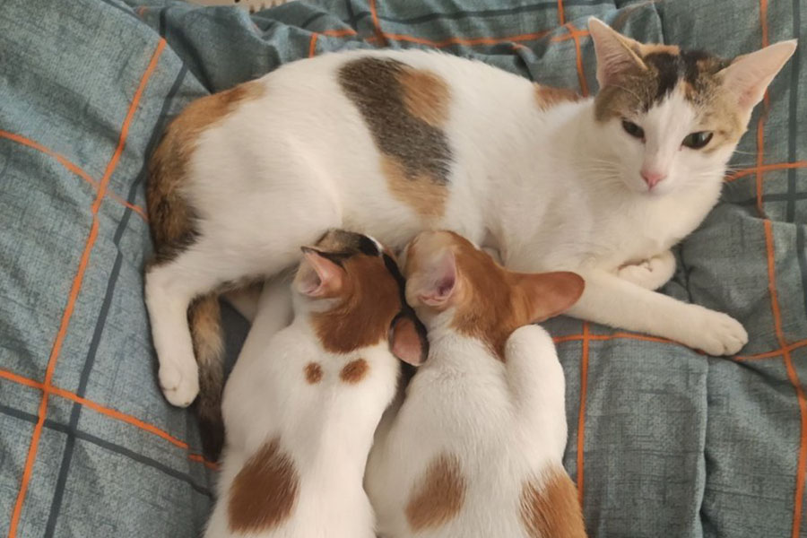 離乳後、母乳がなくなるまでどれくらいかかりますか？