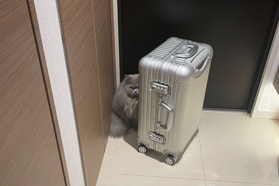 スーツケースの陰に隠れる勘吉ちゃん【写真提供：もも（勘吉のママ）（@KUwdn）さん】