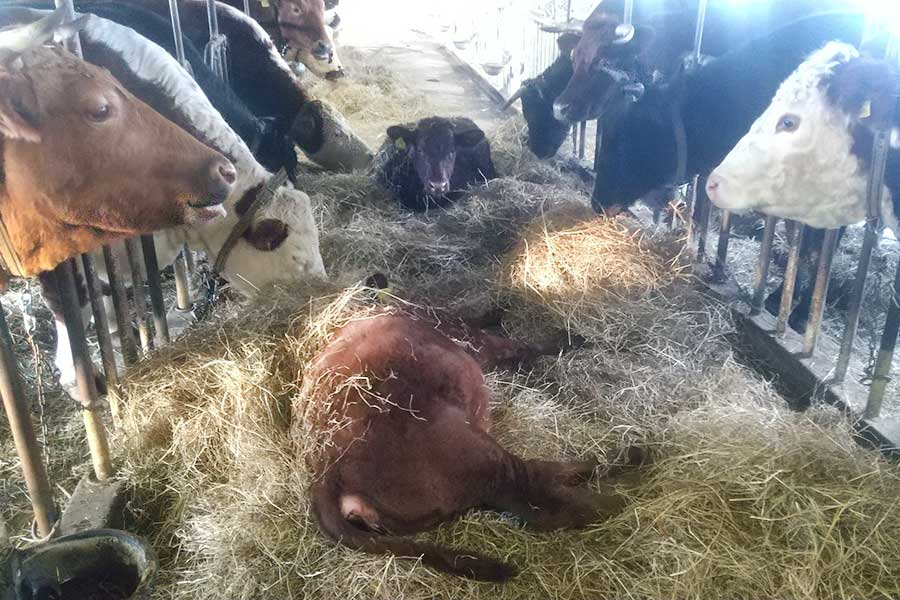 お母さんたちが食べる牧草の真ん中で眠る子牛【写真提供：（有）ハイジ牧場（@heidifarm）】