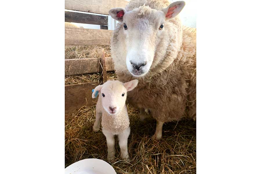3月1日に誕生したばかりの子羊（左）【写真提供：（有）ハイジ牧場（@heidifarm）】