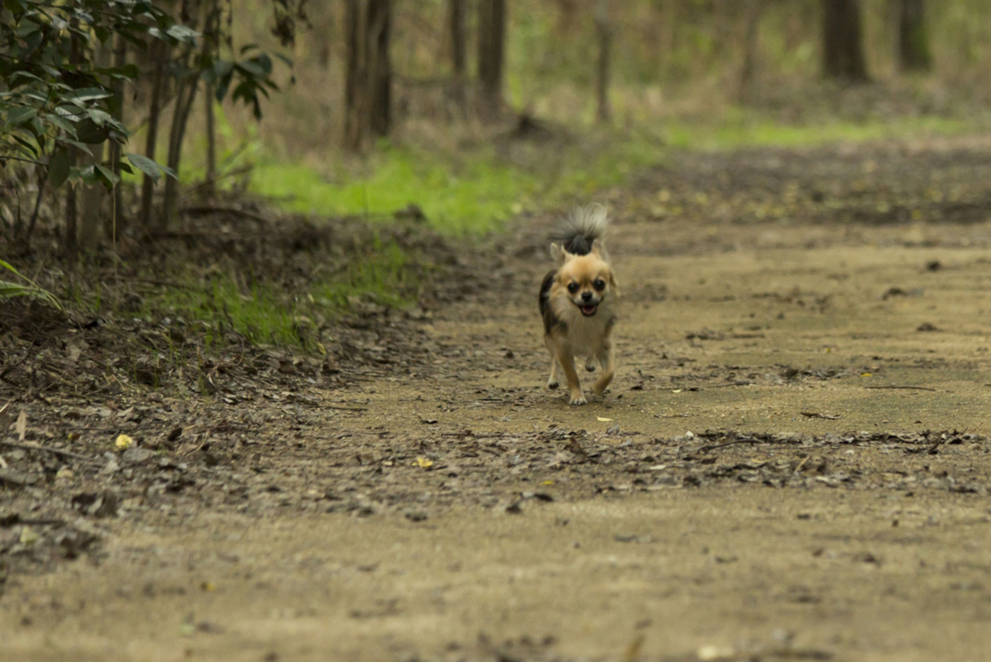 林の中に置き去りの子犬…救出劇に注目が集まる（写真はイメージ）【写真：写真AC】