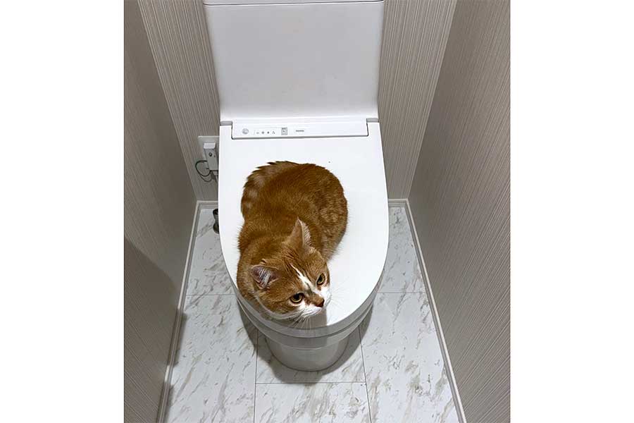 飼い主さん困惑…トイレで丸くなる虎太郎くん【写真提供：虎太郎（2歳）（@kotaro_0315）さん】