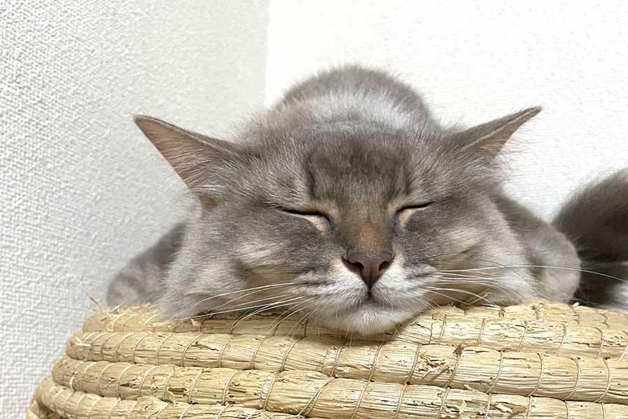 気持ち良さそうにお昼寝するココすけちゃん【写真提供：週休8日の猫吸い（@8VA64ArRkX7nOHE）さん】