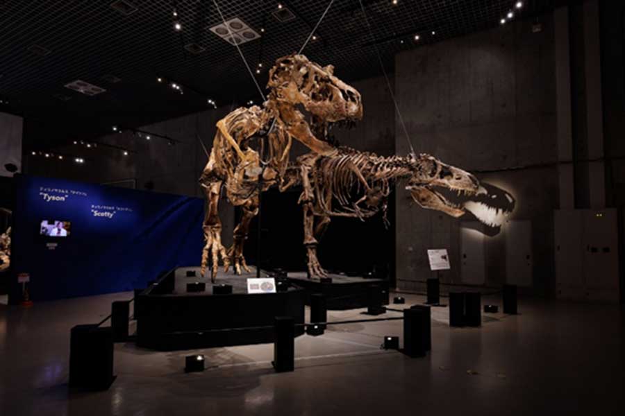 ティラノサウルスの「スコッティ」（右／（c）ourtesy of The Royal Saskatchewan Museum）と「タイソン」の全身骨格が2体並んだおすすめの空間