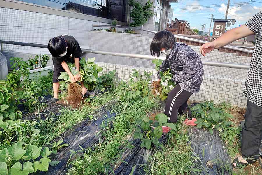 近所の子どもたちにお手伝いをしてもらった、枝豆の収穫風景【写真提供：芳賀宏】
