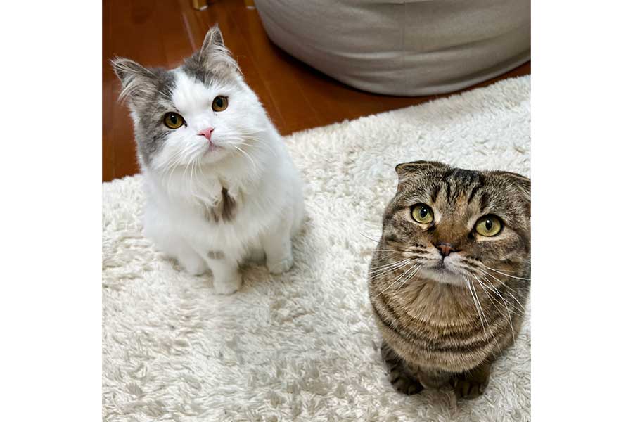 飼い主さんに“遊んでアピール”をする（左から）おすしくんとまつたけちゃん【写真提供：まつたけ（@matsutake_cat）さん】