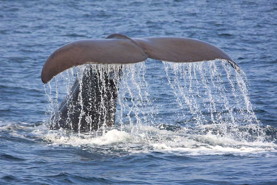哺乳類最大のクジラ（写真はイメージ）【写真：写真AC】