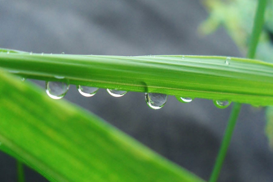 　雨で植物や穀物が潤う穀雨の季節（写真はイメージ）【写真：写真AC】