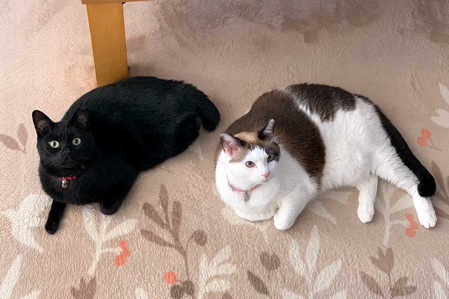 （左から）ちょびくん、モモちゃん。レアなツーショット【写真提供：黒猫（@kuroneko071975）さん】
