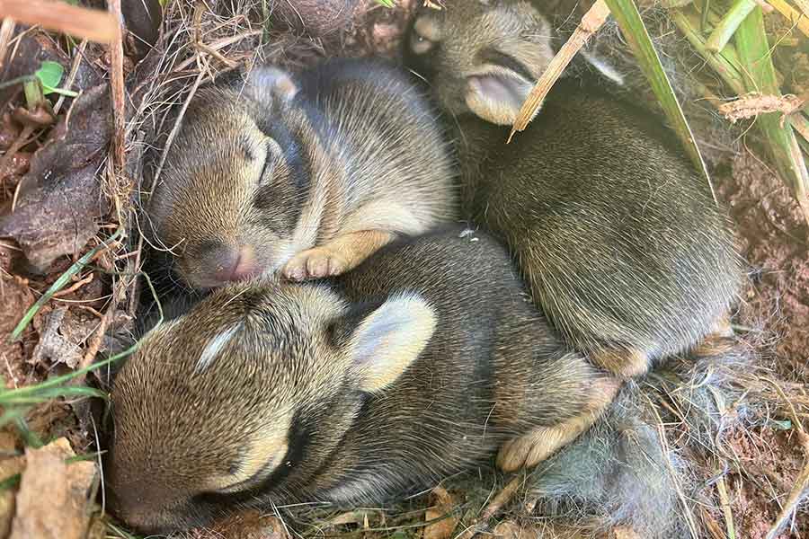 草むらの中で身を寄せ合って眠る、野ウサギの赤ちゃんたち【写真提供：Onyo心臓外科治療研究者（@kenkyusha_cvs）さん】