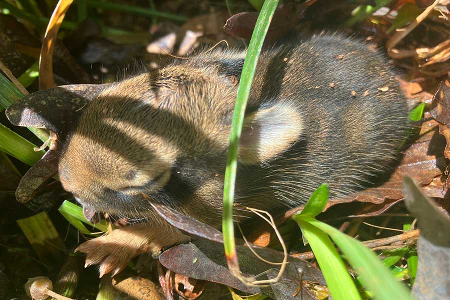 1匹離れて寝ていた野ウサギの赤ちゃん【写真提供：Onyo心臓外科治療研究者（@kenkyusha_cvs）さん】