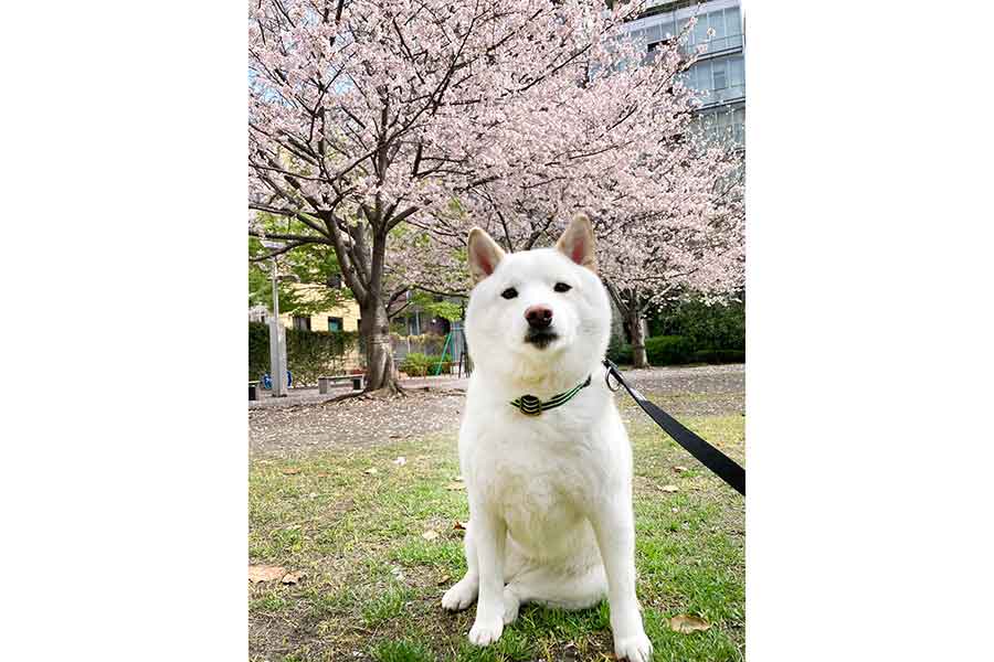 桜の木を背景に佇むゆきみちゃん【写真提供：柴犬ゆきみ（@yukimi_shiba）さん】