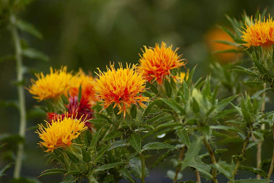 咲き誇るベニバナ（写真はイメージ）【写真：写真AC】
