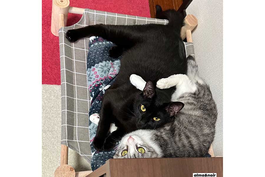 （左から）仲良くベッドでくつろぐノアくんとアルマくん【写真提供：アルマとノアの猫生活（alma_noir_cat）さん】